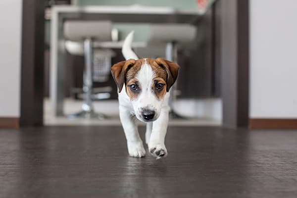 特徴その１イメージ画像：フローリングの上を歩く犬