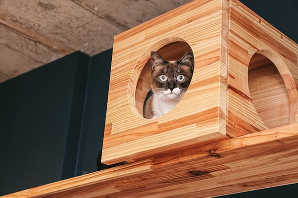 特徴その４イメージ画像：木の箱から覗き込む猫