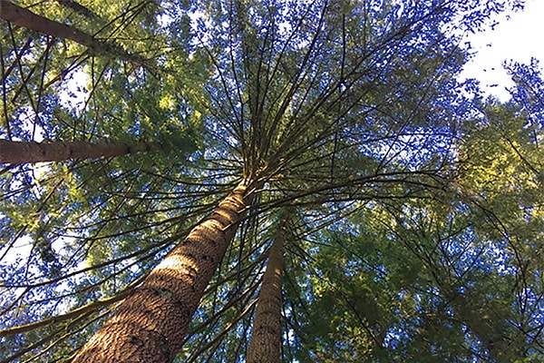 ウエスタンレッドシダー　特徴　写真